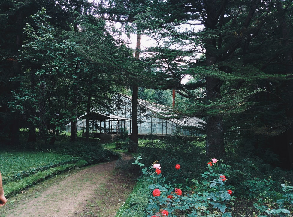 Image of a dirt path through the woods leading to a greenhouse.