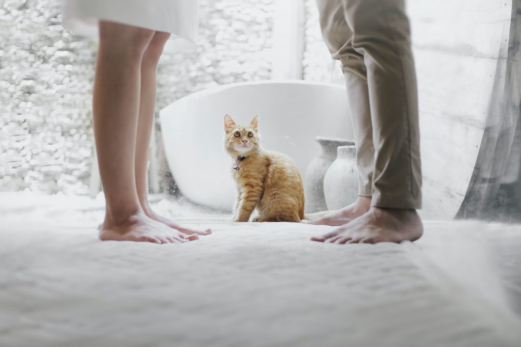 Two people facing each other with a cat between them as they contemplate their divorce and real estate.