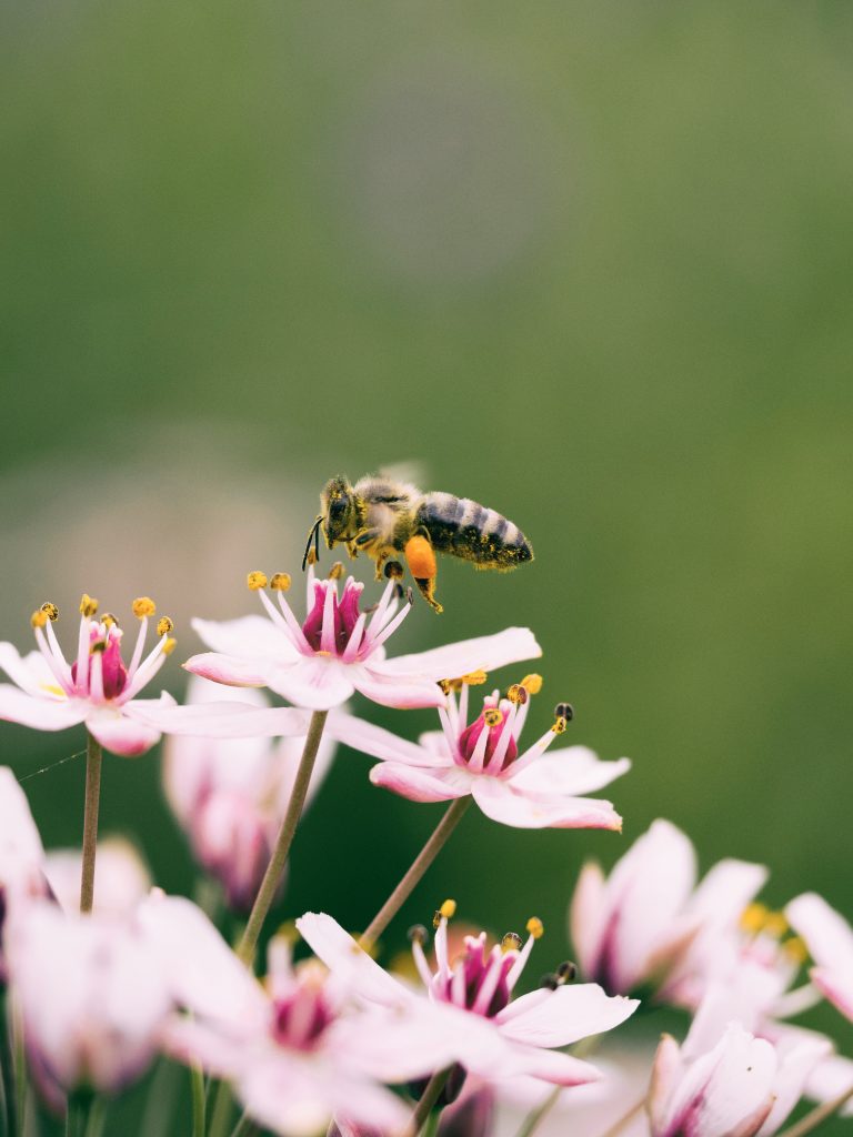 Image of a bee on a flower