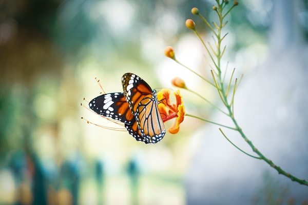 Image of a butterfly landed on a flower outside. Captioned: Exterior Beauty That Truly Adds Value.