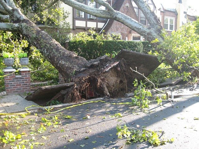 Image of an uprooted tree leaning into a house.