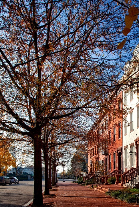 Image of a tree lined sidewalk with tall narrow houses in an urban area.
