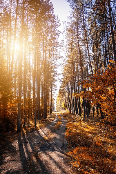 Image of a dirt road/path through the woods with lots of sunlight shining through.