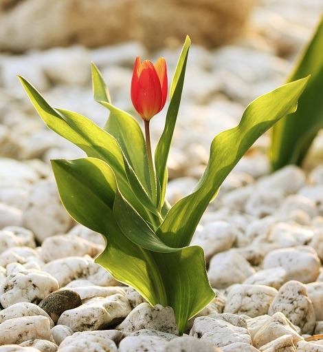 Image of a pretty flower growing in a rock garden outside.