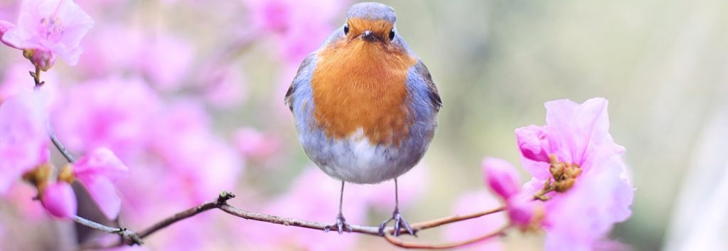 A bird on a branch with spring flowers on it.