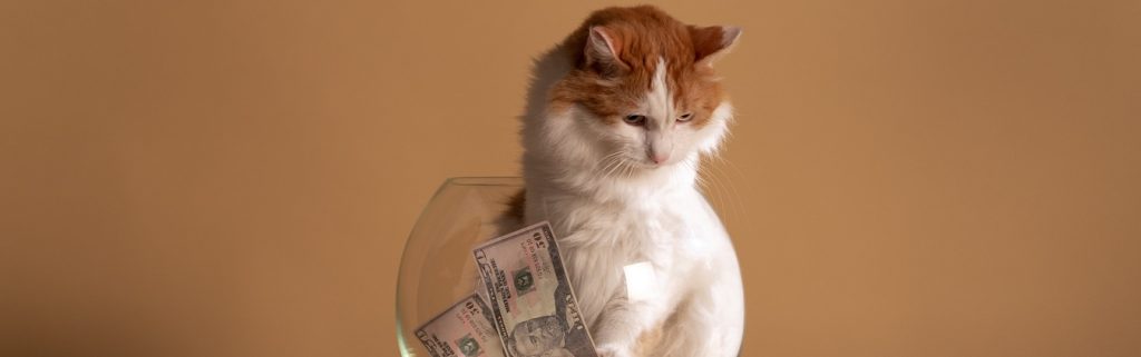 Image of a cat in a fishbowl with cash